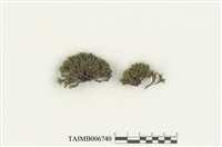 藏品(木靈苔屬)的圖片